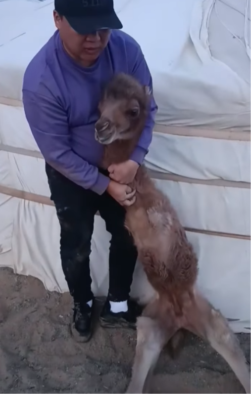 Иргэний бичлэг: 2 хөлтэй БОТГО ТӨРЖЭЭ